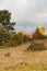 Dry grassland in swabian alb with juniper shrubs