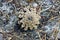 Dry gray cone on the ground and needles