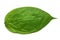 Dry green combretum indicum leaves