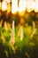 Dry Green Grass Field In Sunset Sunlight. Beautiful Yellow Sunrise Light Over Meadow