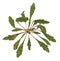 Dry green leaf of dandelion