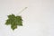 Dry green maple leaf on white gunny fabric