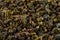 Dry green oolong tea leaf texture background. Macro