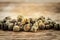 Dry green peppercorn on wooden background