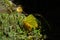 A dry green-yellow birch leaf, backlit by the sun, on a clump of bog haircap moss