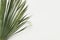 Dry greenish palm leaf on white background. Botanical tropical summer topic. Natural materials for interior decoration