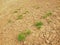 Dry ground of cracked clay with tuft of grass.