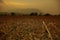 Dry and harvested corn field at sunset light