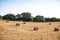 dry hay bales on agricultural field