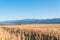 Dry hay field with a clear cut path warm color bulgaria rural landscape sun day clear blue sky