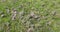 dry hay on fresh green grass after mowing in the field