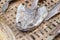Dry head striped snakehead fish raw food