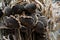 Dry head of sunflower with ripe seeds. Dried sunflower before harvesting.