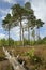 Dry Heathland with Scots Pines Trees