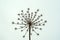 Dry Heracleum herb inflorescence on a white sky background