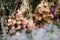 dry herbarium of flowers close up. Herbarium of flowers close up