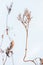 Dry herbs with flowers in a snowdrift, close up