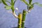 Dry home bamboo leaves on gray background