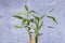 Dry home bamboo leaves on gray background