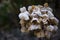 dry hortensia in the garden covered with frost close up frosty hydrangea or hortensia flower