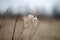 Dry hydrangea flowers on a blurry background. Hydrangea Hortensis. Seasonal nature background. Spring landscape details