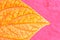 A dry hydrangea leaf on pink background