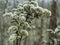 Dry icy goldenrods, Solidago virgaurea