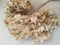 Dry inflorescence of hydrangea.  hydrangea dried