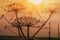 Dry inflorescences of Heracleum on  background of sun and sky