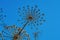 Dry inflorescences of Heracleum flowers on blue background