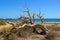 Dry juniper tree on Chrissi island, sea view, protected area, Greece