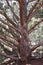 Dry Juniper Tree Sedona Arizona