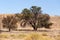 Dry kalahari desert landscape, Kgalagady, South Africa safari wilderness