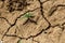 Dry land in the dry season Drought, ground cracks, no hot water. Lack of humidity effect from global cracked soil in drought