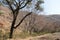 Dry land and wild forest during summer in Ranthambhore Park