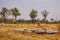 Dry landscape on winter in Moremi game reserve