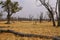 Dry landscape on winter in Moremi game reserve