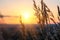 Dry large grass against the setting sun in the sky