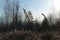 A dry last year`s inflorescences of heath cudweed (Gnaphalium sylvaticum / Omalotheca sylvatica) in the field in a