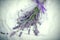 Dry lavender bouquet - dried lavender flower