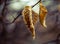 Dry leaf on a branch with a very beautiful tragic background good photo wallpaper