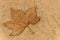 Dry leaf of Brazilian maple on wood sawdust background