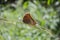 Dry Leaf Butterfly On Grass Stem