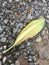 Dry leaf, dead leaf, disease leaf,wilt