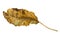 Dry leaf and deterioration isolated on a white background.