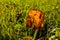 A dry leaf on the green grass in autumn in the rays of the setting sun