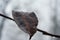 dry leaf hanging on a tree branch. Gloomy view on an autumn morning