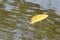 Dry leaf Leaves Golden yellow leaves floating on the surface winter, wave pool nature in forest, Fresh peace in nature, Water back