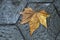 Dry leaf on the pavement of a street in Barcelona