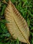 Dry leaf photography on top of bushes